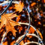 Oak Leaf Strategy: Nature’s Symbol and the Secret to Sustainable Growth in Business oak leaf